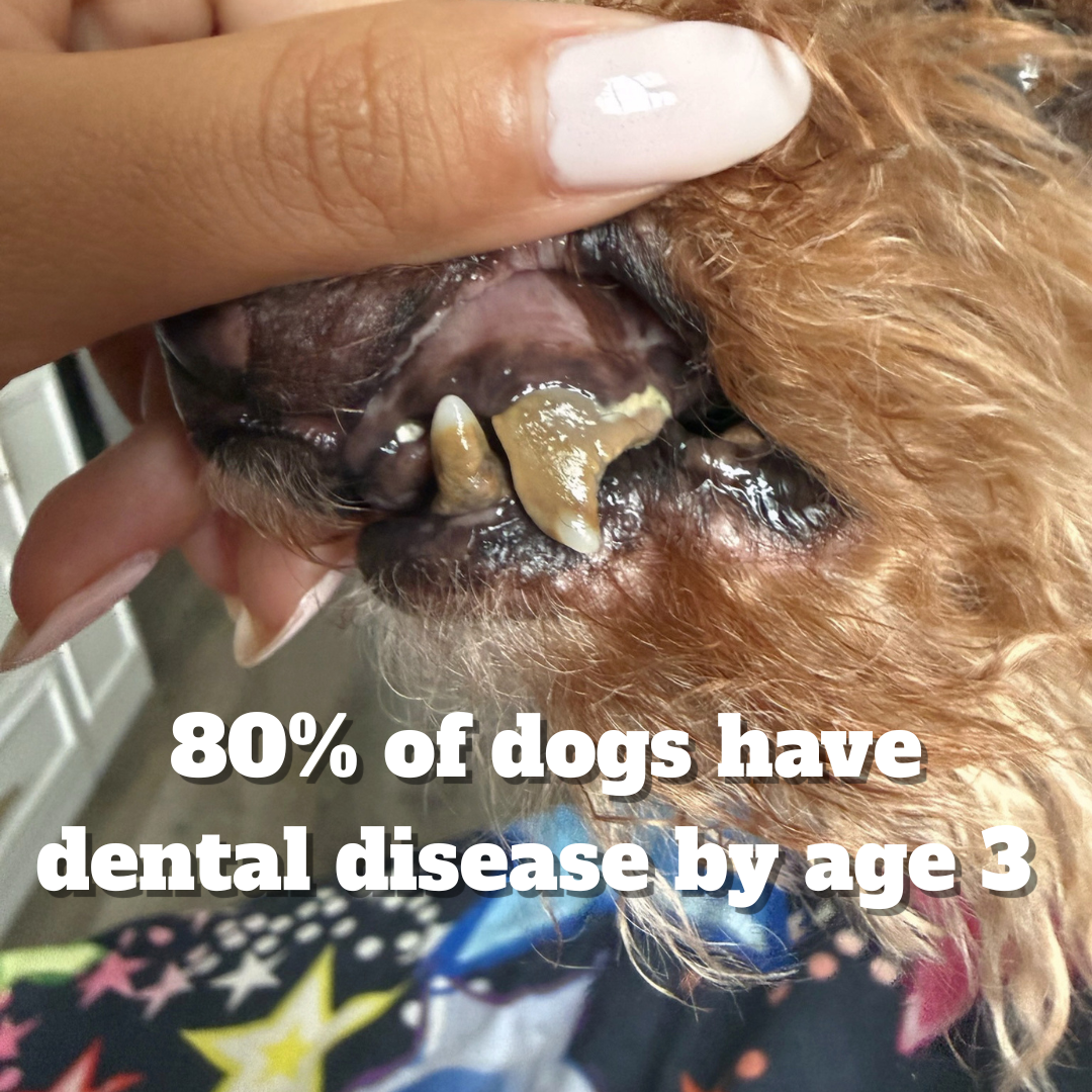 Enzyme Dental Treat - Small dogs under 30lbs