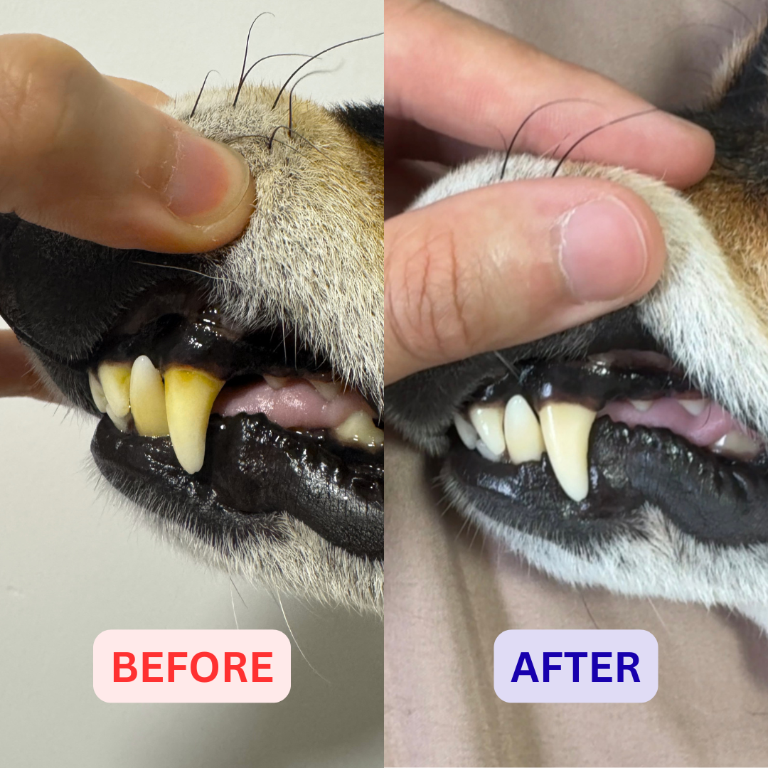 A split-screen comparison showing a dog's mouth before and after dental cleaning. The left side, labeled 'BEFORE' in red, shows yellowed teeth and dark gums.