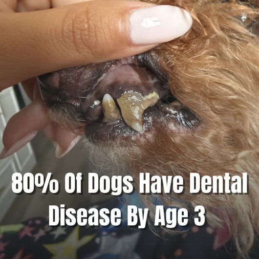 A close-up of a dog's mouth with visible dental disease and tartar on its teeth, with a human hand holding the dog's mouth open. White text overlay reads: '80% of dogs have dental disease by age 3'.