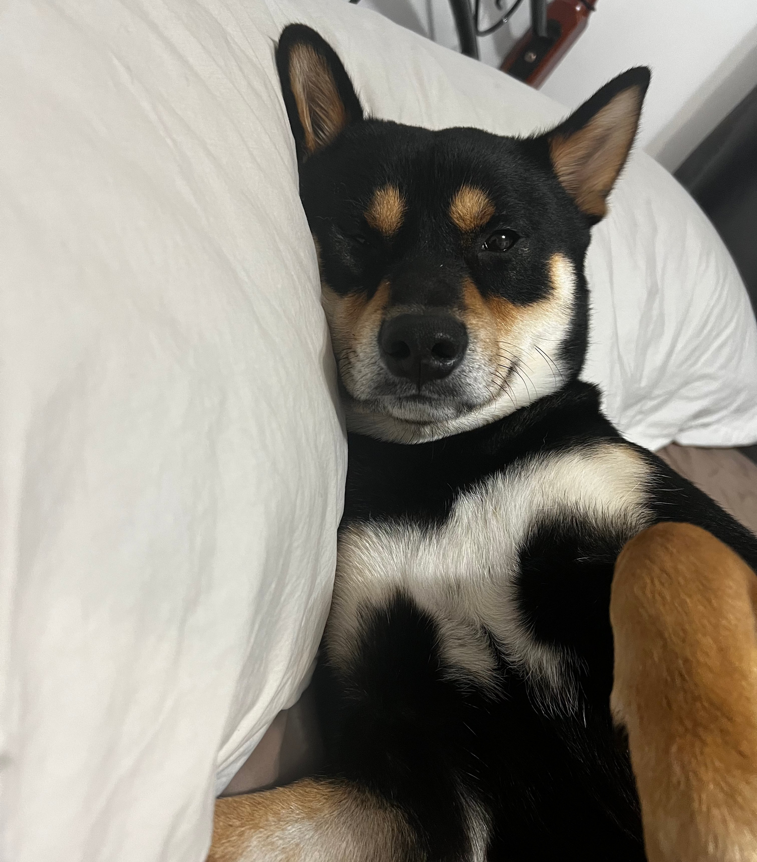 Shiba Inu lying on a pillow