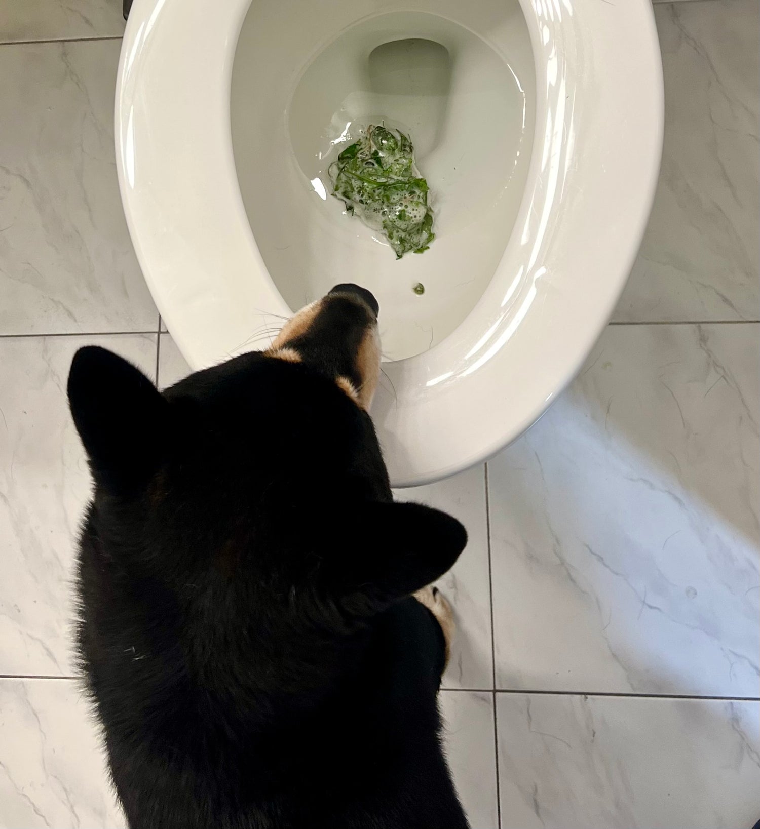 Dog looking into a toilet that contain their throw up