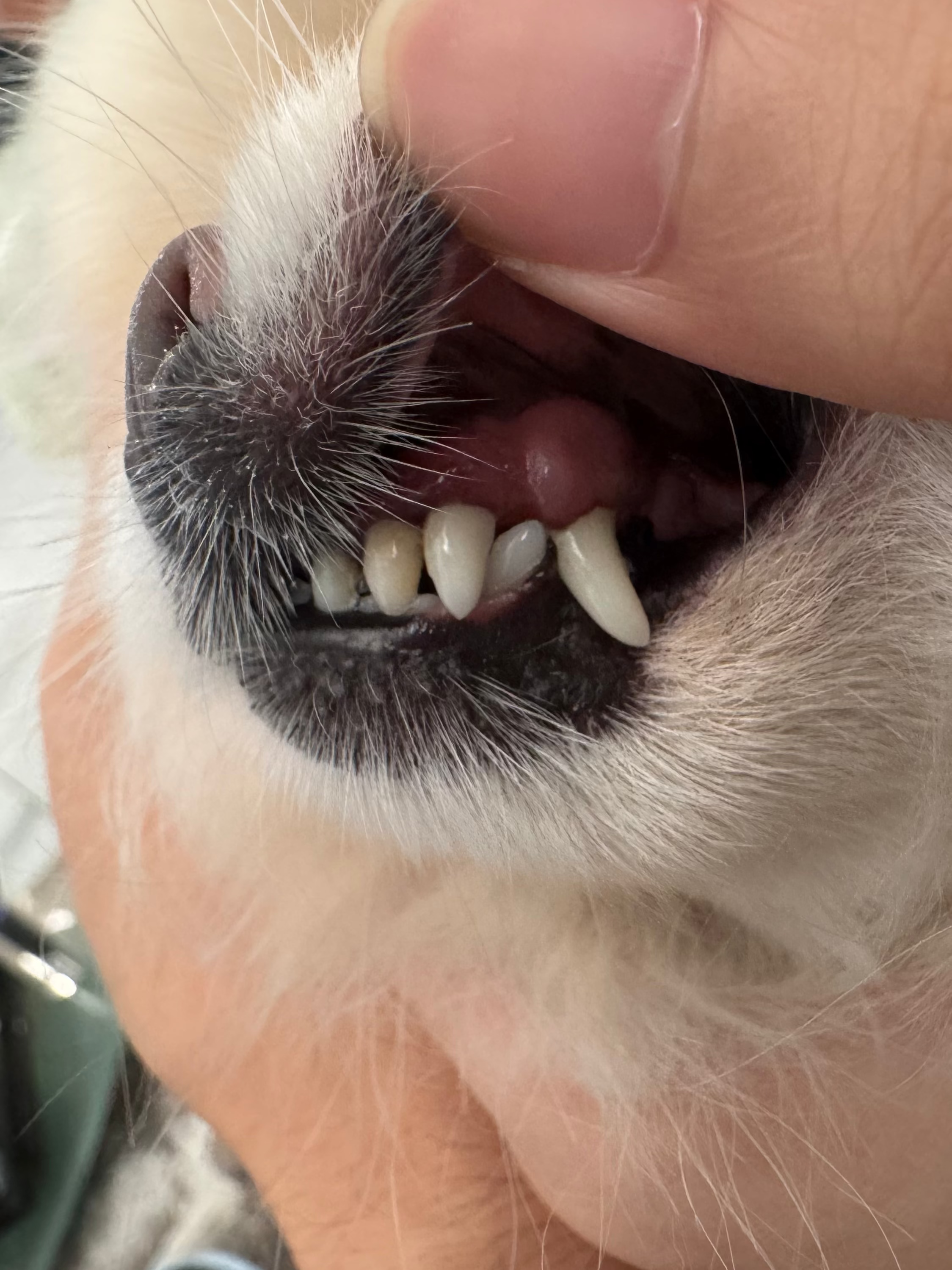 Close-up of a dog's mouth being examined, with a human hand holding the mouth open to show the teeth and gums. The dog has cream-colored fur and a dark muzzle.