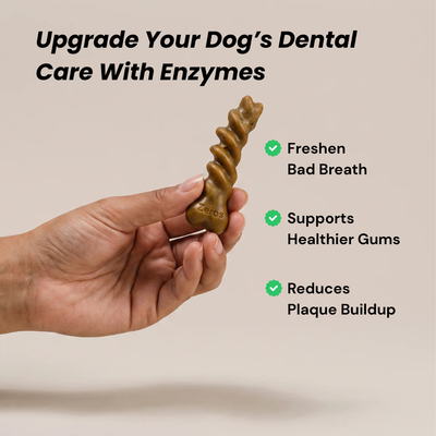 A hand holds a brown spiral-shaped dog dental enzyme chew against a light beige background, with promotional text reading 'Upgrade Your Dog’s Dental Care With Enzymes' and bullet points about freshen bad breath, healthier gums, and reduced plaque buildup.