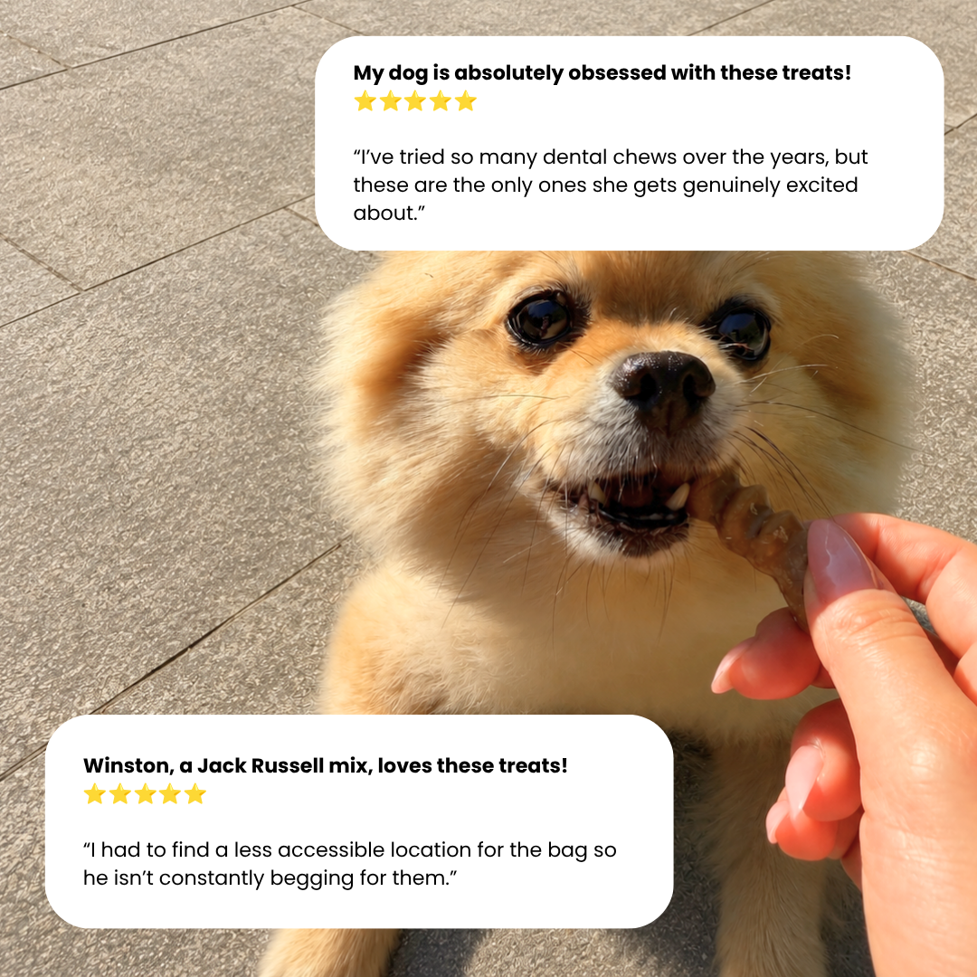 A small fluffy dog is being treated with a bone-shaped dental chew held by a human hand. Two white review bubbles with star ratings and customer testimonials appear over the photo on a paved outdoor background.