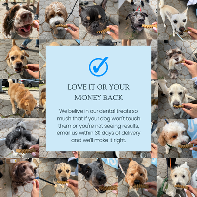 A promotional collage with a central light blue text panel reading 'LOVE IT OR YOUR MONEY BACK' and supporting copy about dental treats, surrounded by multiple photos of dogs being treated.