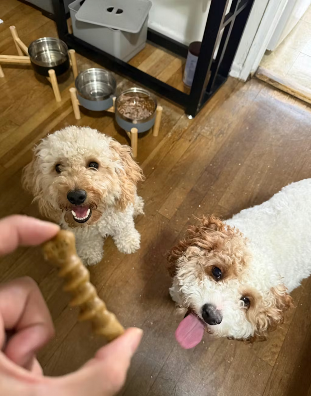 <p></p><h2>Real results from real dog parents</h2><p></p>