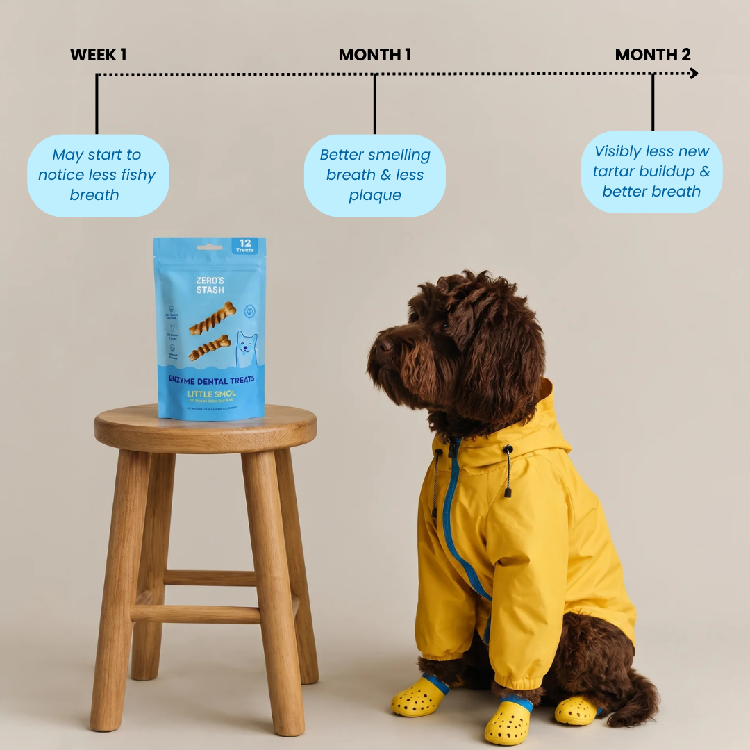 A small brown dog wearing a yellow raincoat and yellow boot covers sits beside a wooden stool with a blue bag of Chewzy Dental Treats. Above the scene, a timeline graphic shows Week 1, Month 1, and Month 2 with text about breath freshness and dental health.