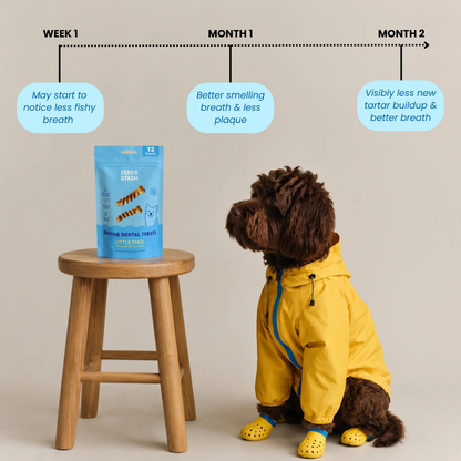 A small brown dog wearing a yellow raincoat and yellow boot covers sits beside a wooden stool with a blue bag of Chewzy Dental Treats. Above the scene, a timeline graphic shows Week 1, Month 1, and Month 2 with text about breath freshness and dental health.