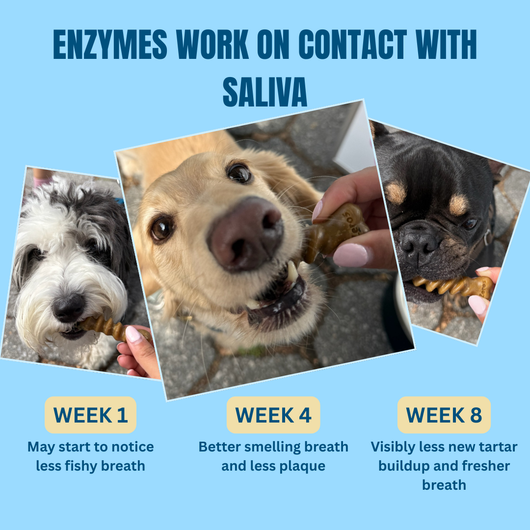 Promotional graphic for a dog oral care product showing three dogs at weeks 1, 4, and 8 with text explaining that enzymes work on contact with saliva and describing breath improvement over time.