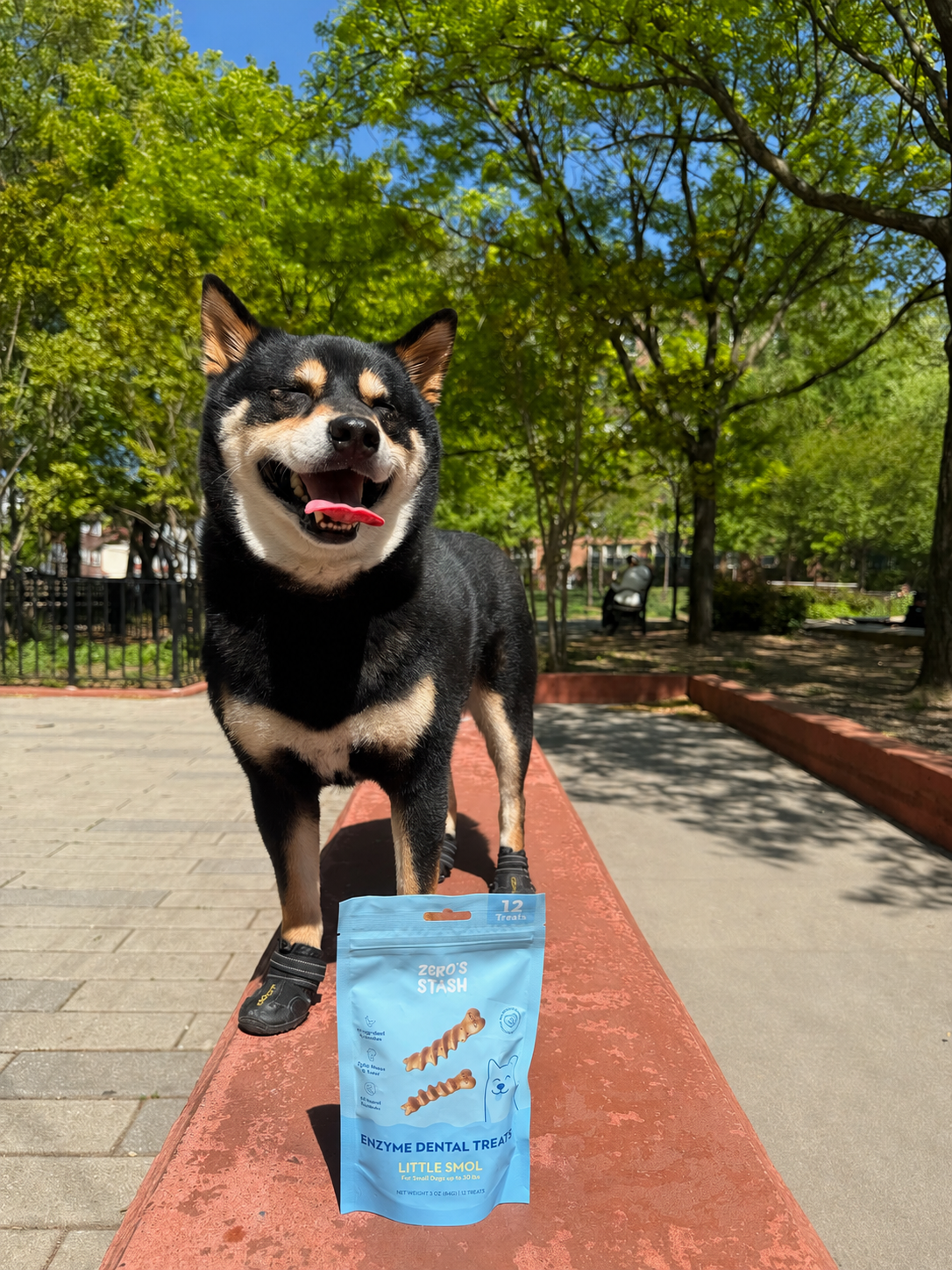 Black Shiba smiling with a bag of treats